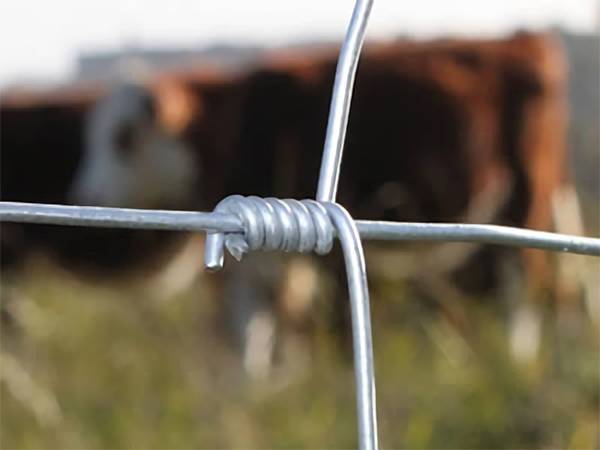 A picture show cattle in the galvanized hinge joint fence.